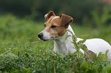 JACK RUSSEL 232